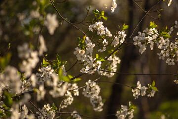 blooming apple tree