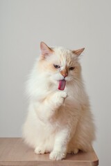 A flame point ragdoll cat cleaning his paws after eating 