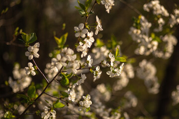 blooming apple tree