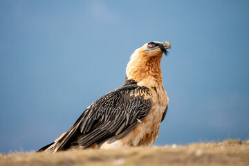 Bearded Vulture (Gypaetus barbatus) photographed in Spain
