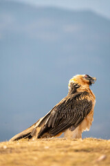 Bearded Vulture (Gypaetus barbatus) photographed in Spain