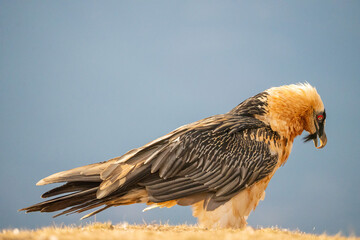 Bearded Vulture (Gypaetus barbatus) photographed in Spain