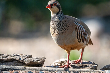 Red-legged partridge (Alectoris rufa) photographed in Spain