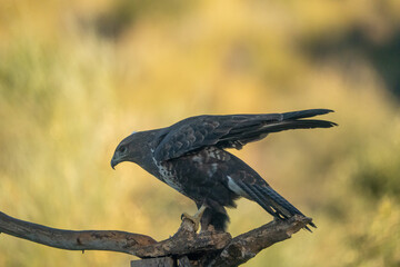 Common Buzzard (Buteo buteo) photographed in Spain