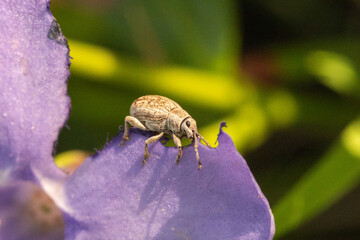 bug on a flower