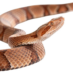 Obraz premium copperhead in Transparent Background Closeup of a Boa Constrictor Showing Detailed Scales and Pattern