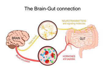 Brain-gut axis. Gut microbiota. Vagus nerve and Enteric nervous system