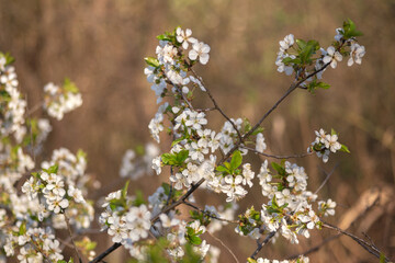 cherry tree blossom