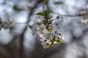 snow covered branches