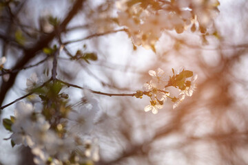 cherry blossom in spring