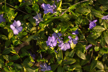 pink flowers in the garden