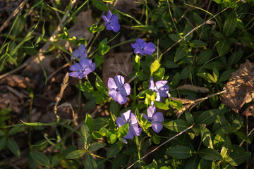 forget me not flowers