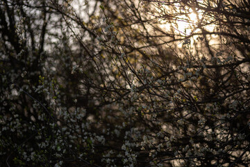 spring blossom in spring