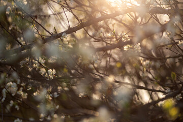 spring blossom in spring