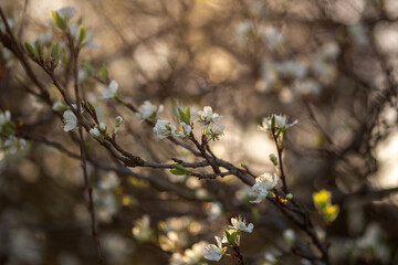 spring blossom in spring