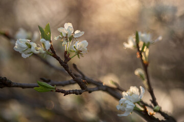 spring blossom in spring