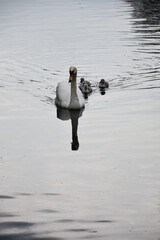 Family of Swan Cygnets Swimming on a Pond