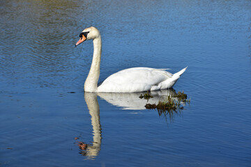 Spring Day with a Swan Reflected in the Lake