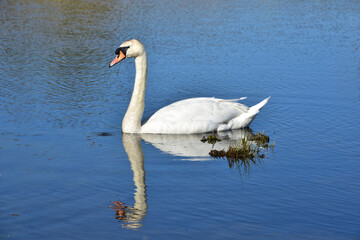 Reflection of a Swan Swimming in a Lake