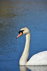 White Swan Swimming on a Pond