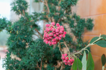 Vibrant red Rowan berries stand out against a lush green background in the natural beauty of Vigo,...