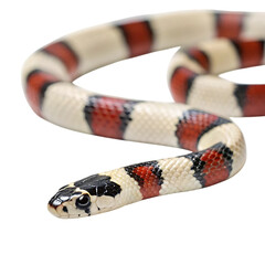 milk snake in Transparent Background Closeup of a Boa Constrictor Showing Detailed Scales and Pattern