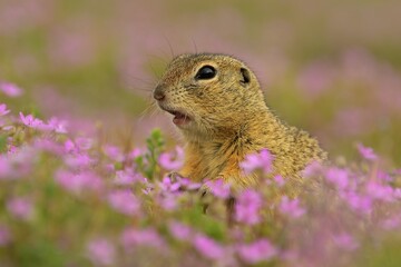 European ground squirel Spermophilus citellus rodent eurasian black-bellied common grassland in fields of landscape cereal wheat region, beautiful eyes and fur, eats flower grass Europe