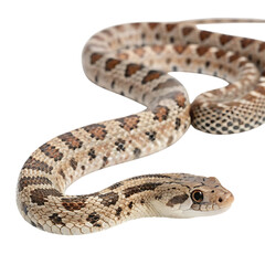 Fototapeta premium pine snake in Transparent Background Closeup of a Boa Constrictor Showing Detailed Scales and Pattern