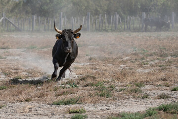 Camarguestier auf einer staubigen Wiese.