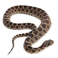 Fototapeta premium saw scaled viper in Transparent Background Closeup of a Boa Constrictor Showing Detailed Scales and Pattern