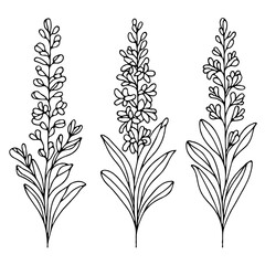 Fototapeta premium Set outline Hyacinth leaves, doodle floral pattern. Hand drawn Botanical drawing. Detailed line art hyacinths illustration. Simple Stylized flowers. Black and White blossom sketch 