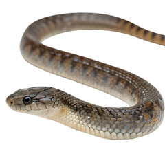 Obraz premium sea snake in Transparent Background Closeup of a Boa Constrictor Showing Detailed Scales and Pattern