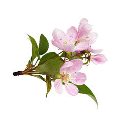 Closeup of pink flowers, buds and green leaves of Malus floribunda (profusely flowering apple)...