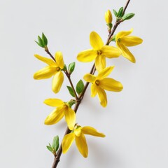 Forsythia branch with blooms isolated on white background
