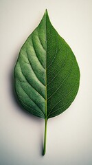 Single Leaf Two Textures Detailed Macro Photography