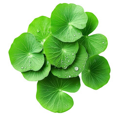 Dewy Centella Asiatica Leaves Composition, Isolated on Transparent Background, Green, Nature, Centella Asiatica, Herbal, Plant