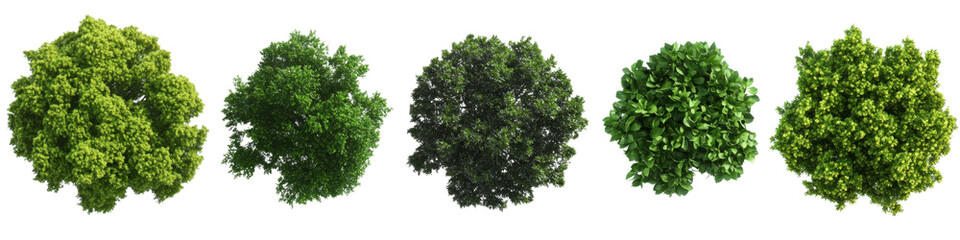 Five Green Trees Top View, Isolated on Transparent Background, 3D Render, Nature, Foliage, Trees, 3D rendering, nature