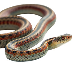 Fototapeta premium viper in Transparent Background Closeup of a Boa Constrictor Showing Detailed Scales and Pattern