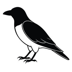 American Crow line art vector isolated on white background