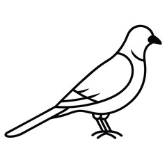 Cuckoo line art isolated on white background 