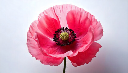 red poppy flower