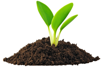 Seedling in Soil  Green Sprout, Growth Concept, Isolated on Transparent Background, plant, growth, nature