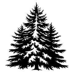 Silhouette of a Dense Evergreen Coniferous Tree with Sharp Needles and Branches