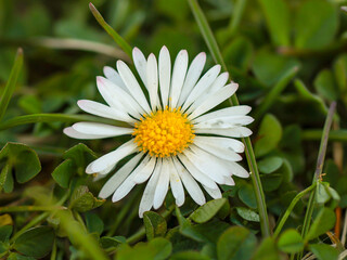 Chamomile flower, in the middle of green grass, top view, close-up