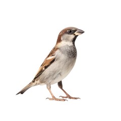 Fototapeta premium Sparrow standing isolated on white background