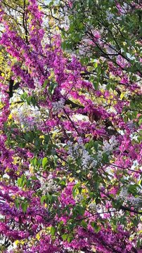 Flowering tree branches with lilac, purple, yellow, pink, green colors