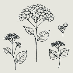 Set of outline hydrangea, leaves, doodle floral pattern. Hand drawn Botanical drawing. Detailed line art Rhododendron, Geranium illustration. Simple Stylized flowers. Elegant Black and White blossom