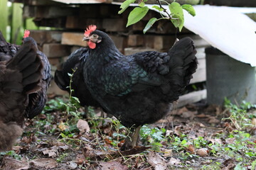 Chickens on a rural farm. Agriculture. Poultry breeding. Breeding chickens.