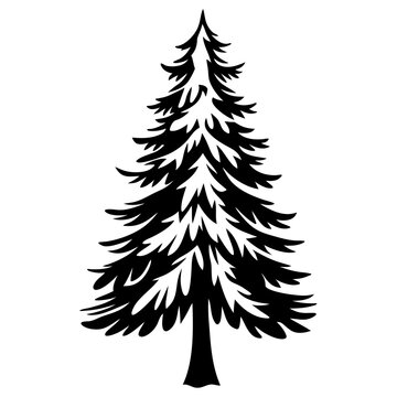 Silhouette of a conifer evergreen tree, a fir tree, with pointy needles