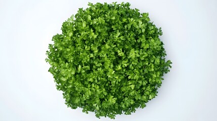 Fototapeta premium A vibrant, lush circle of fresh parsley leaves, densely packed together, sits on a clean white background. Perfect for culinary or health-related projects.